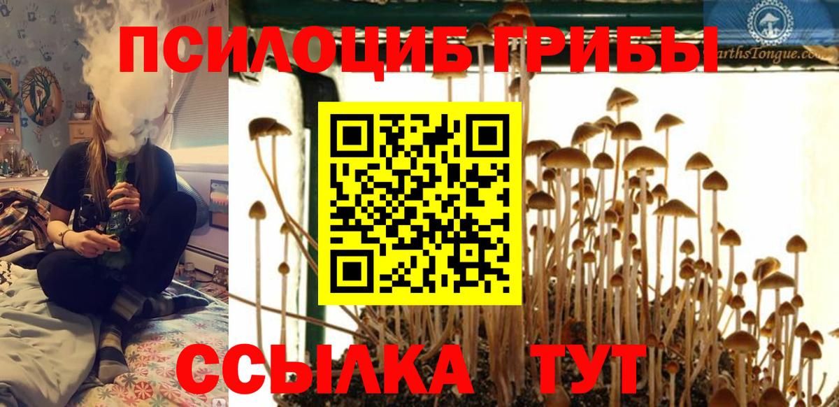 Псилоцибиновые грибы Cubensis Урус-Мартан